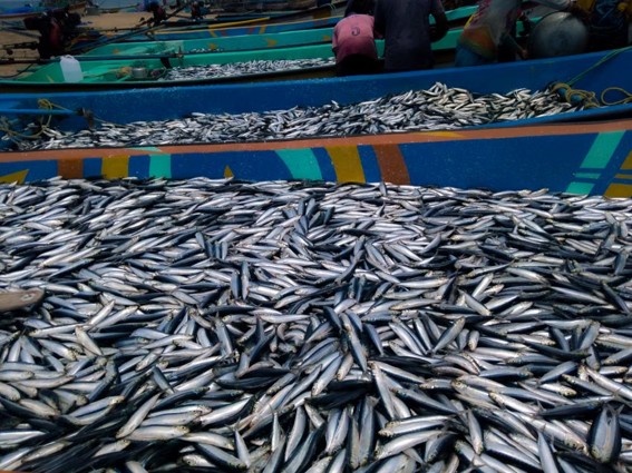 pesca
